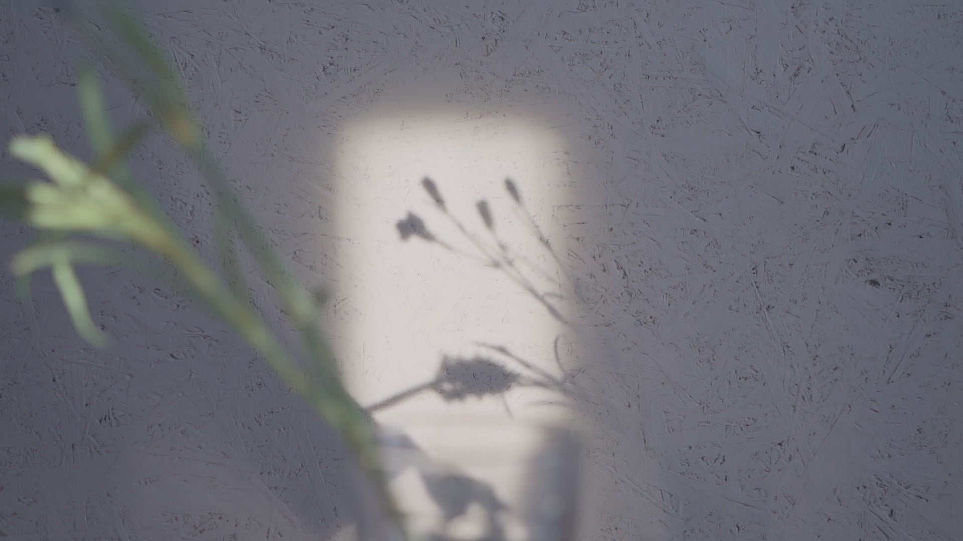 Botanical shadows highlighting the organic, plant-based ingredients for natural skincare and glowing skin